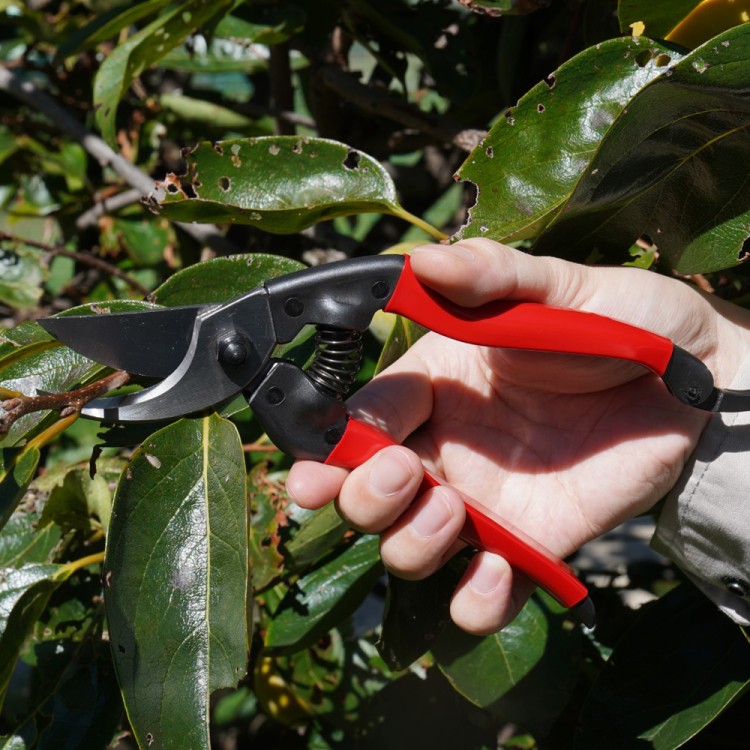 ASAKA ELEPHANT pruning shears 210 PRO