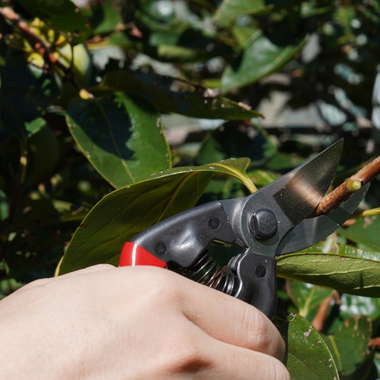 ASAKA ELEPHANT pruning shears 210 PRO